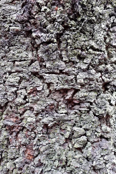 Textura de corteza de árbol áspera . — Foto de Stock