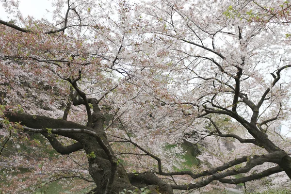 Sakura-Blume oder Kirschblüten in Japan. — Stockfoto