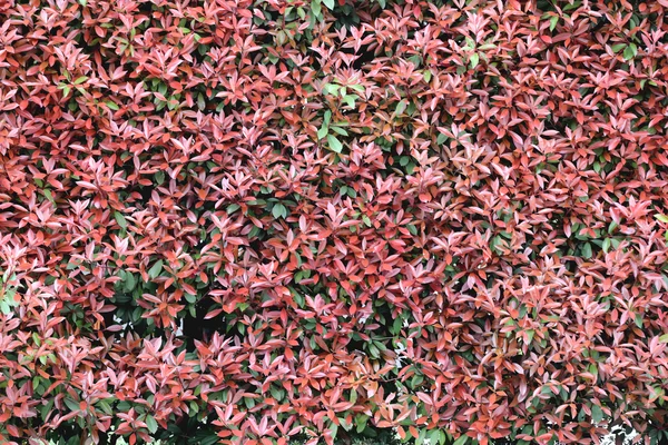 Rode bladeren muur in de tuin. — Stockfoto