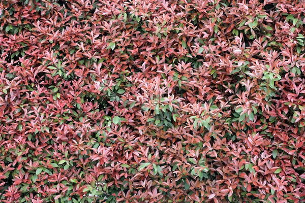 在花园里红色的树叶墙. — 图库照片