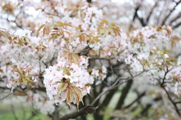 白色的樱花花或樱桃. — 图库照片