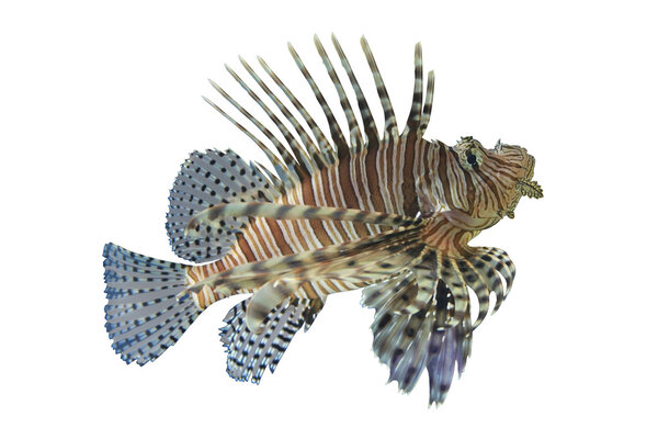 Lionfish or Pterois volitans coral reef tropical fish,Lionfish h