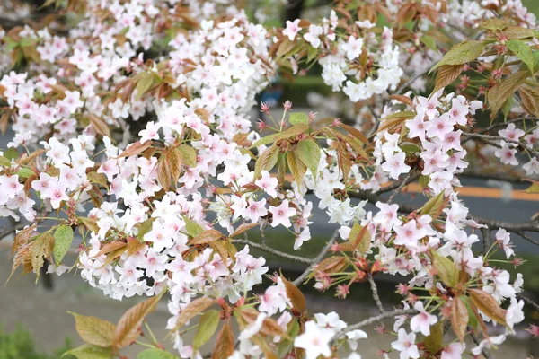 Beyaz sakura çiçek ya da kiraz çiçekleri. — Stok fotoğraf