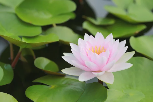 Loto rosa in uno stagno con fioritura al mattino . — Foto Stock