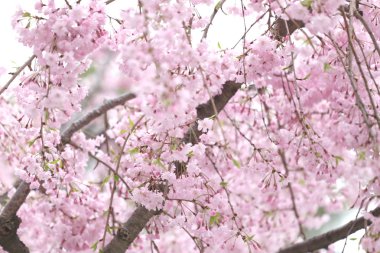 Pembe Sakura çiçek ya da kiraz çiçekleri.