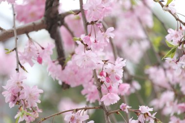 Pembe Sakura çiçek ya da kiraz çiçekleri.