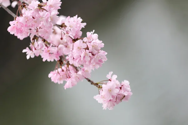 Růžové květy květina nebo třešeň Sakura. — Stock fotografie
