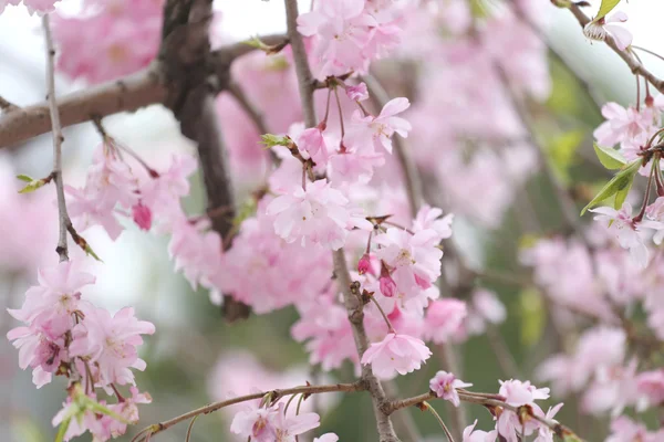 Рожева квітка або вишня цвітіння сакури. — стокове фото