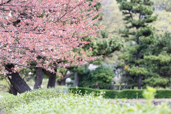 Pembe Sakura çiçek ya da kiraz çiçekleri. — Stok fotoğraf