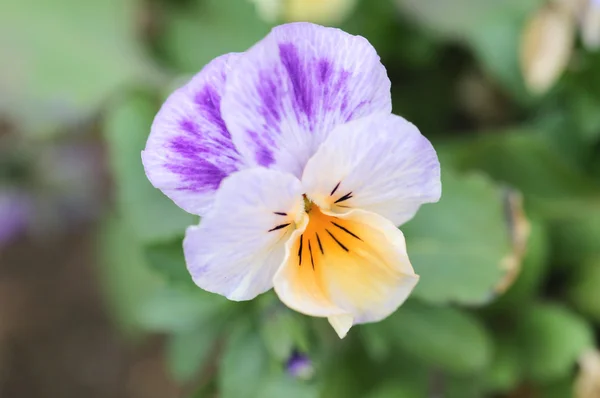Mescolare il colore del fiore pansy . — Foto Stock