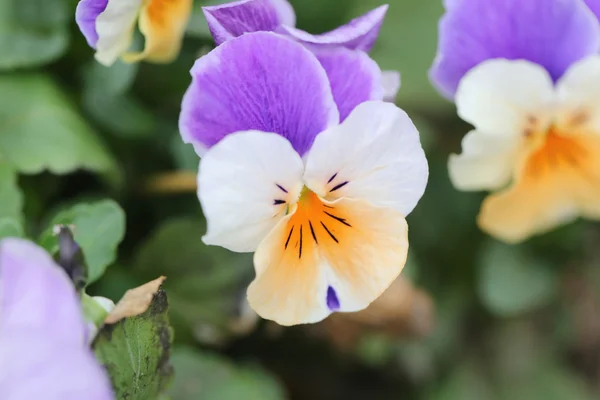 Mix kleur viooltje bloem. — Stockfoto