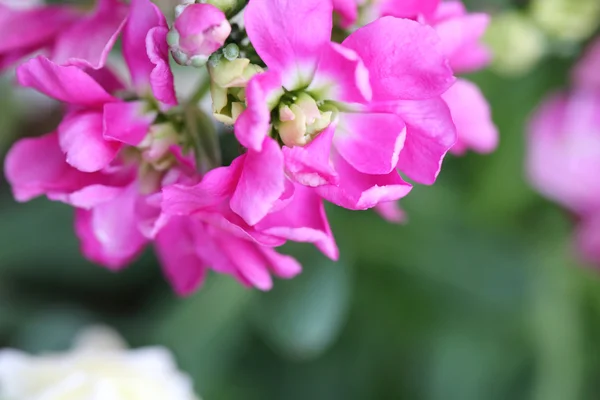 Roze bloem is blooming. — Stockfoto