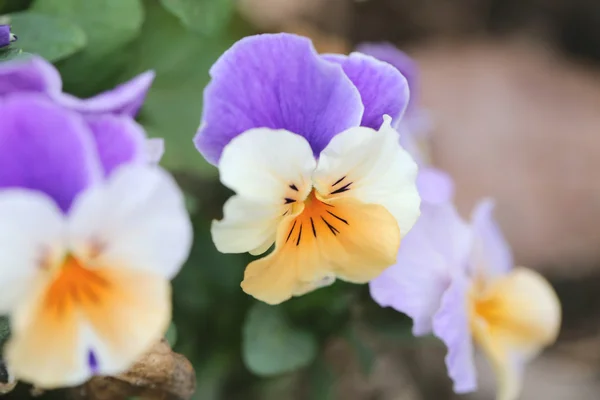 混合颜色三色堇花. — 图库照片