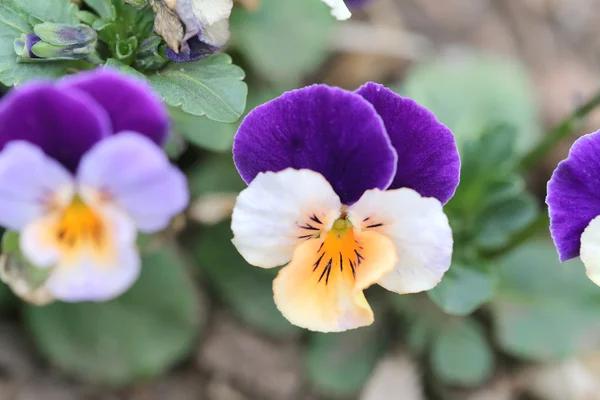 Mischung Farbe Stiefmütterchen Blume. — Stockfoto