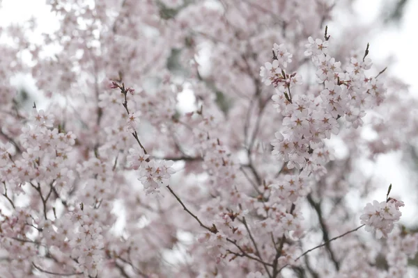 핑크 사쿠라 꽃 또는 벚꽃 꽃. — 스톡 사진