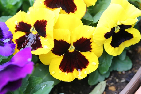 Geel viooltje bloem. — Stockfoto