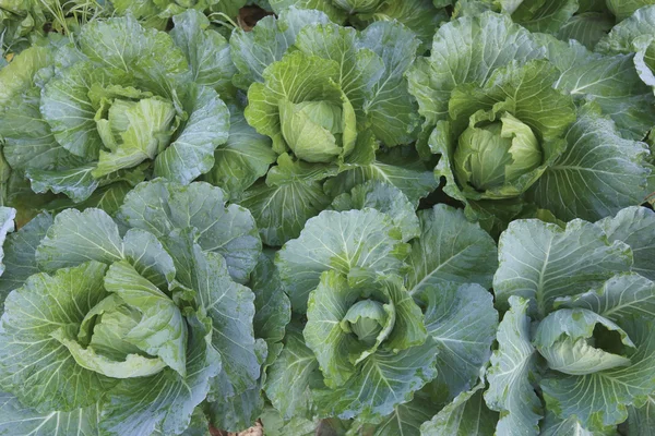 Fresh green cabbage. — Stock Photo, Image