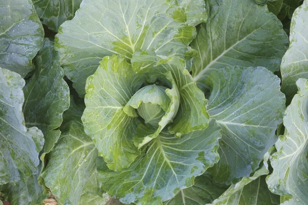 Fresh green cabbage. — Stock Photo, Image