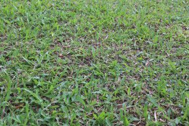 Arka planı için yeşil çim.