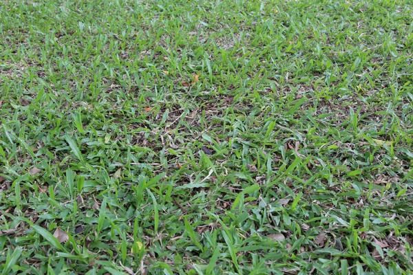 Zielony trawnik tło. — Zdjęcie stockowe