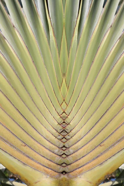 Hoja de tallo de bases en una Palma de Viajeros o Ravenala madagascarie — Foto de Stock