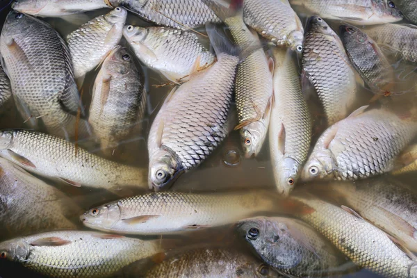 Fische verendeten wegen Abwasser. — Stockfoto