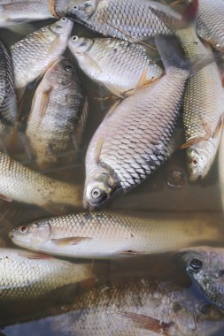 Balıklar öldü çünkü kanalizasyon.