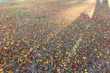 Çimenlerin üzerinde bir ray güneş ışığı üzerinde sonbahar yaprakları.