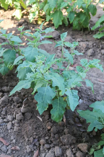 Detta är aubergine träd. — Stockfoto