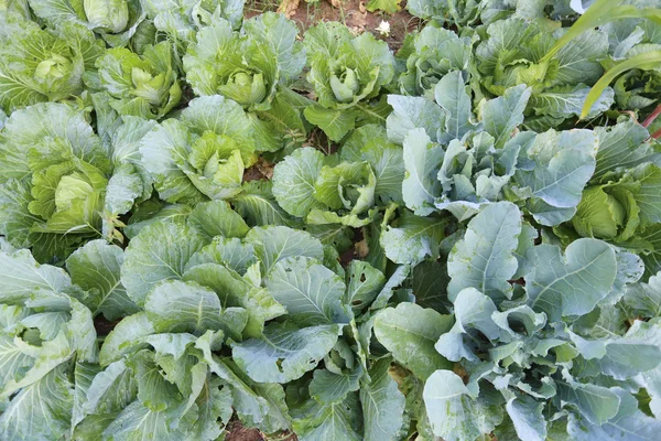 Fresh green cabbage. — Stock Photo, Image