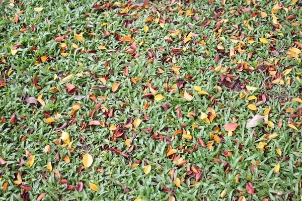Green lawn have a dry leaves mixed in the spring.
