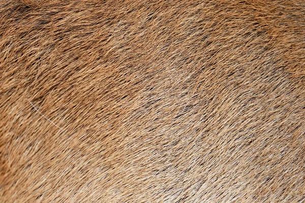 棕色的动物皮和毛. — 图库照片