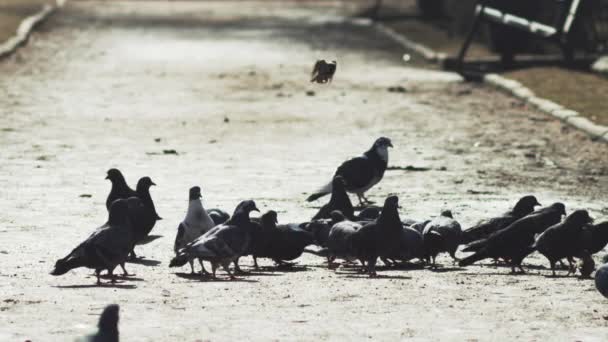 Pegeones grises comiendo y volando en cámara lenta — Vídeos de Stock