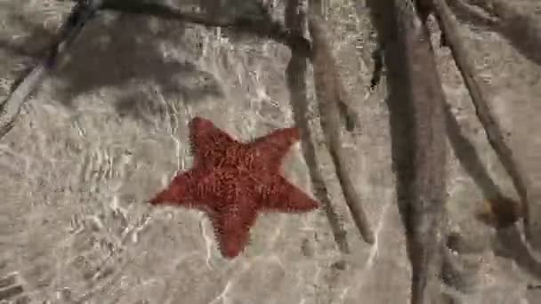 Five-pointed starfish in shallow water — Stock Video