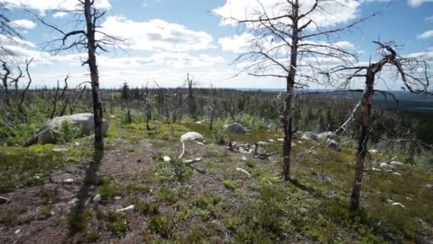 Волшебный шаманский лес с мертвыми деревьями — стоковое видео