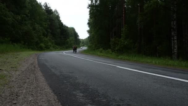 Två cyklister och en ensam bil på en skogsväg — Stockvideo