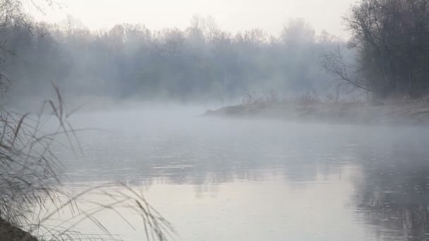 북부 유럽에서 봄에서 안개 강에 이른 아침 — 비디오