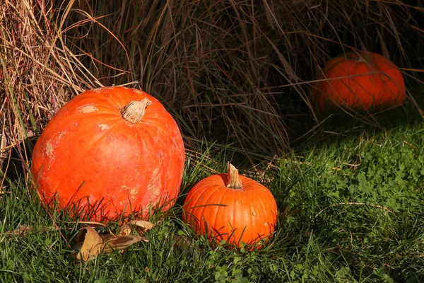 Citrouilles orange dehors — Photo