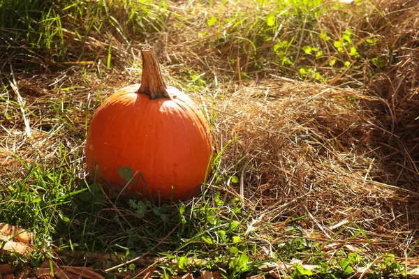 Citrouille orange dehors — Photo