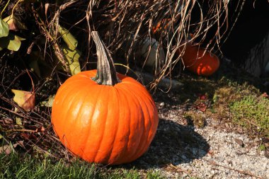 Dışarıda portakal kabağı var.