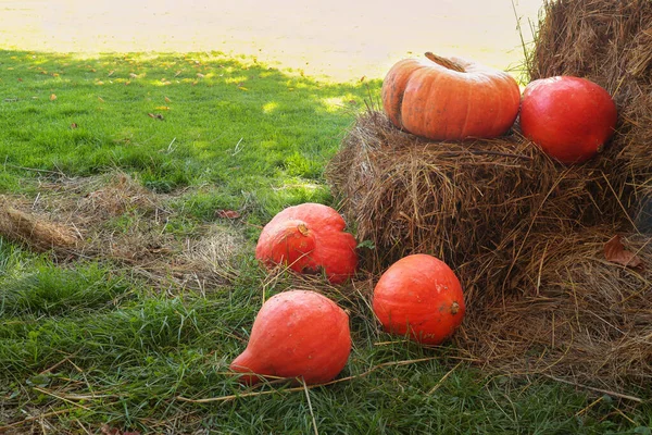 Orange pumpkins outside — Stock Photo, Image