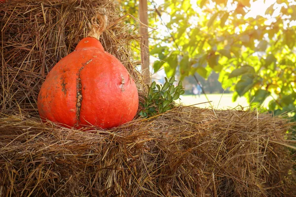 Citrouille orange dehors — Photo