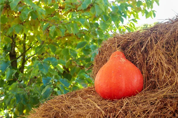 Citrouille orange dehors — Photo