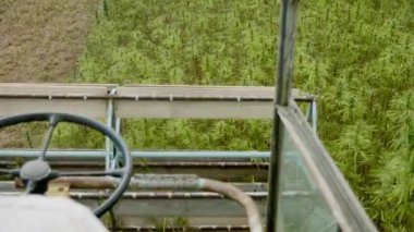 Kenevir hasatçısı Kenevir topluyor