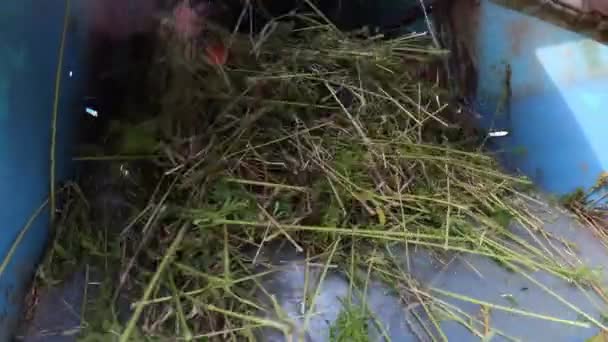 Combinar a colheita de cannabis — Vídeo de Stock