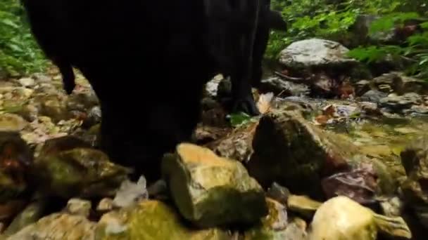 Labrador i naturen — Stockvideo