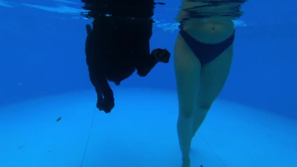 Zwarte labrador in een zwembad — Stockvideo