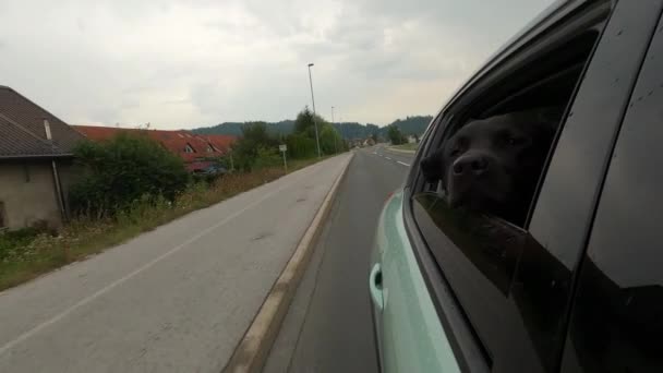 Cão olhando da janela do carro — Vídeo de Stock