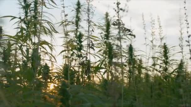 Piante da cannabis sul campo — Video Stock