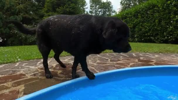 Черный лабрадор в бассейне — стоковое видео